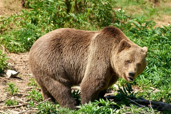 Brown bear at the Kuterevo bear sanctuary